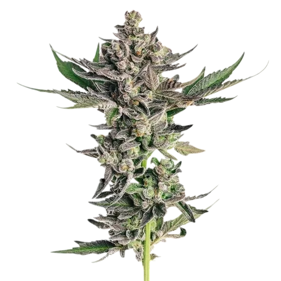 Grapes & Cream | PHOTOFEM | Seedsman