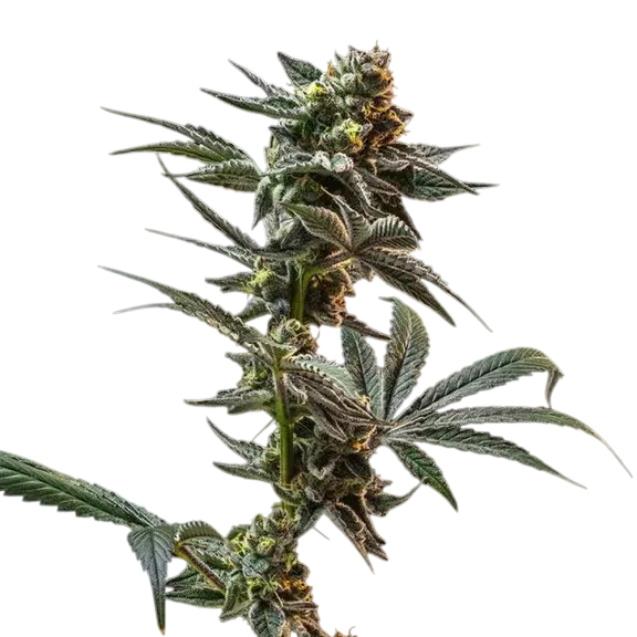 Gush Mintz | PHOTOFEM | Seedsman