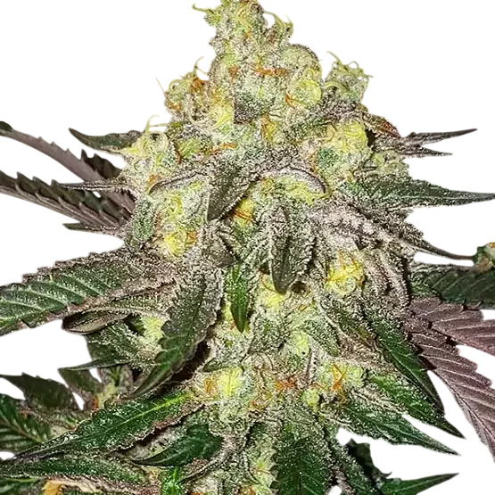 Candy Store RBX | PHOTOFEM | Ethos Genetics