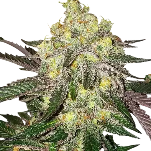 Candy Store RBX | PHOTOFEM | Ethos Genetics