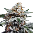Canelo Auto | AUTOFEM | DNA Genetics