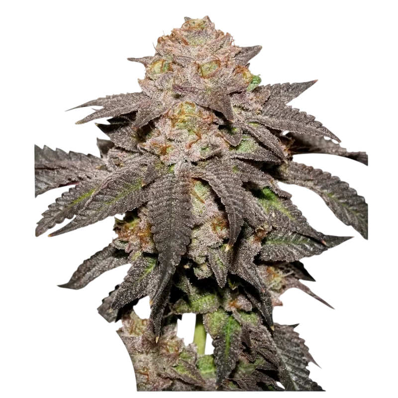 Kingston Punch | PHOTOFEM | Dutch Passion