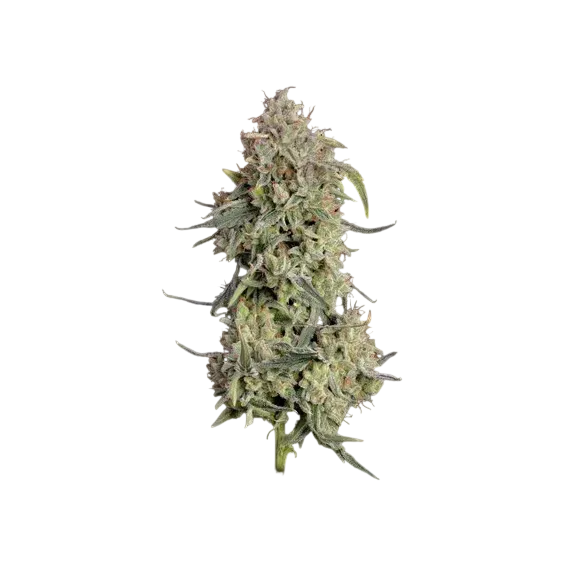Lilac Cookies Auto | AUTOFEM | Seedsman