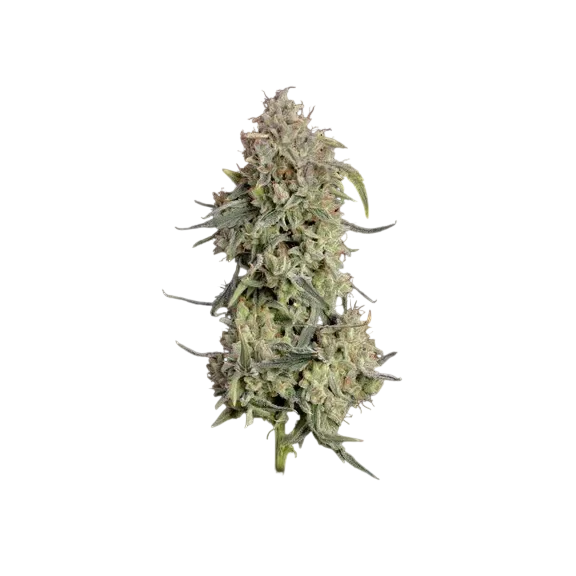Lilac Cookies Auto | AUTOFEM | Seedsman