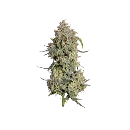 Lilac Cookies Auto