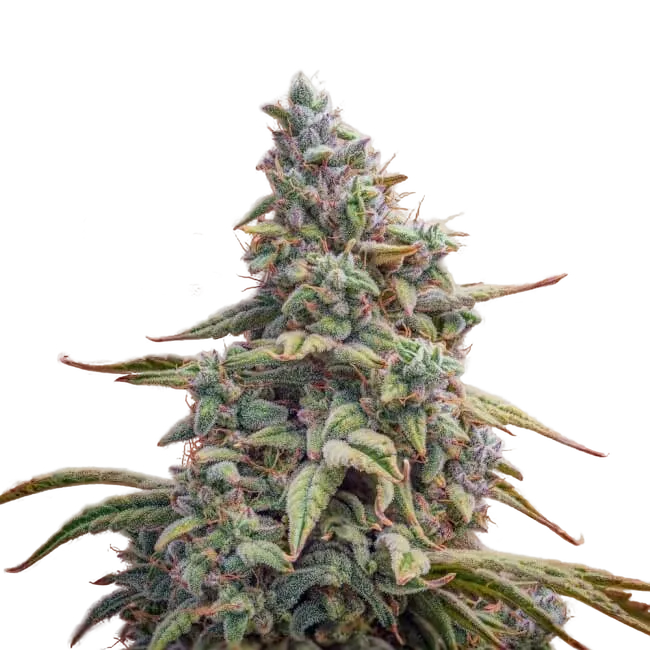 Canna-Cheese CBD 1:1 Auto | AUTOFEM | Mephisto Genetics