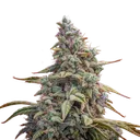 Canna-Cheese CBD 1:1 Auto | AUTOFEM | Mephisto Genetics