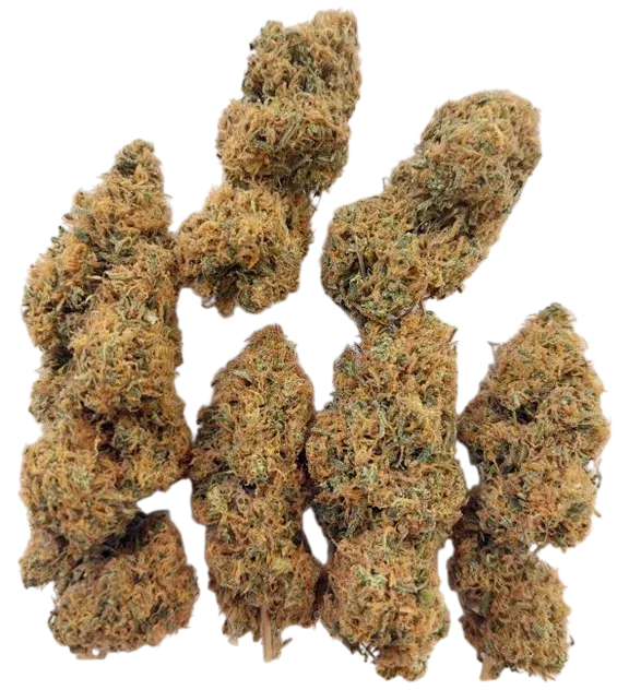 Magic Carrot | PHOTOFEM | Ace Seeds