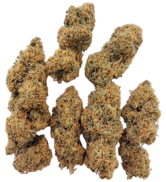 Magic Carrot | PHOTOFEM | Ace Seeds
