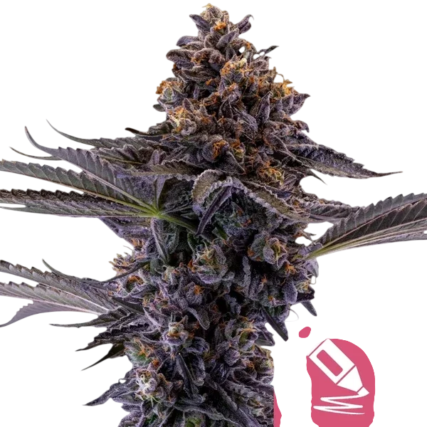 Permanent Marker | PHOTOFEM | Royal Queen Seeds