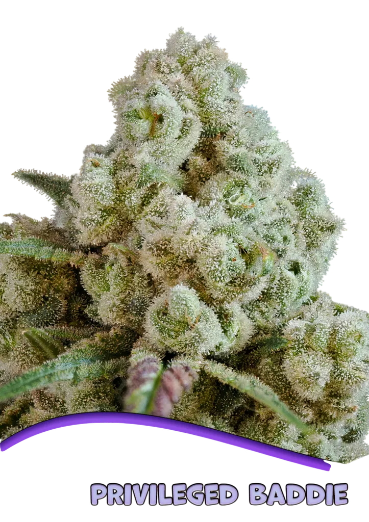 Privileged Baddie | PHOTOFEM | Anesia Seeds