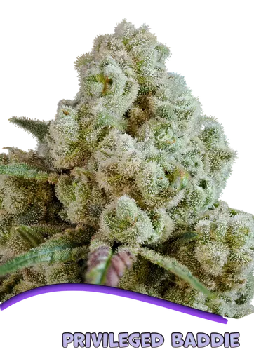 Privileged Baddie | PHOTOFEM | Anesia Seeds