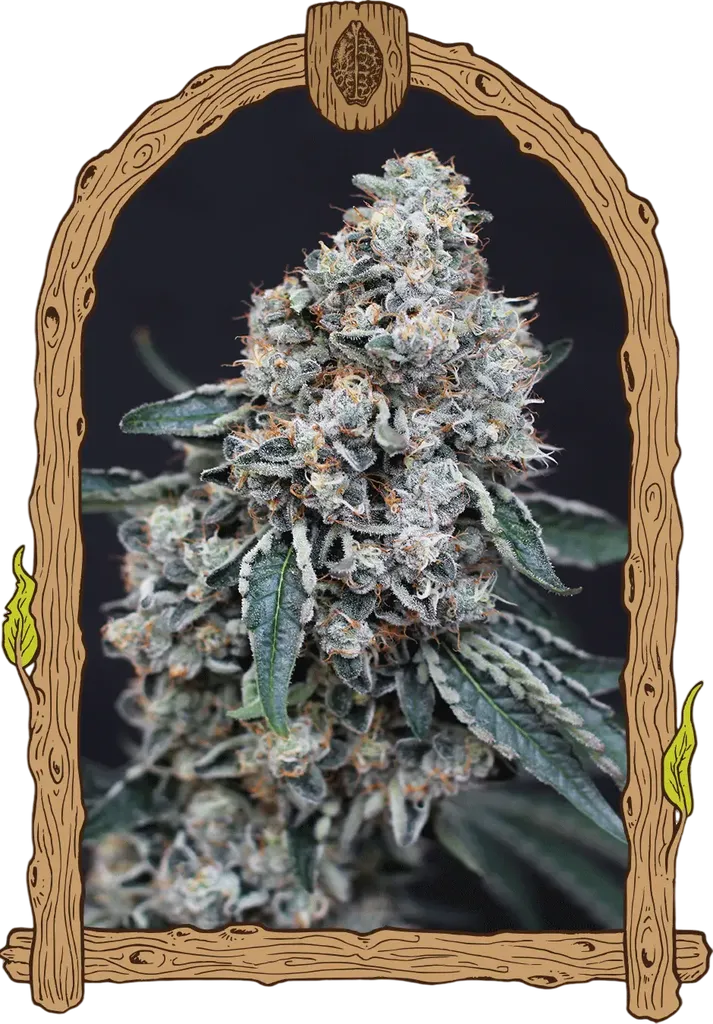 Quick Wash | PHOTOFEM | Exotic Seed
