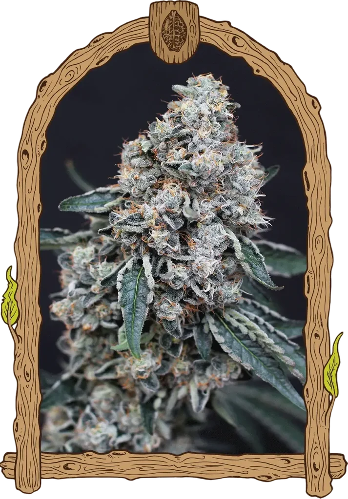 Quick Wash | PHOTOFEM | Exotic Seed