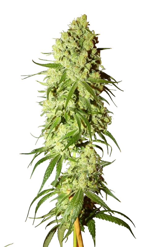 Cannatonic | PHOTOREG | Resin Seeds