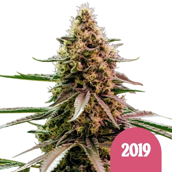 The 2019 – Produktansicht
