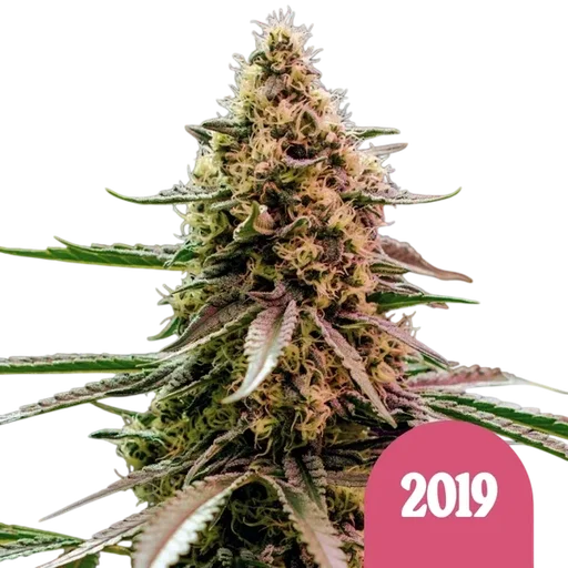 The 2019