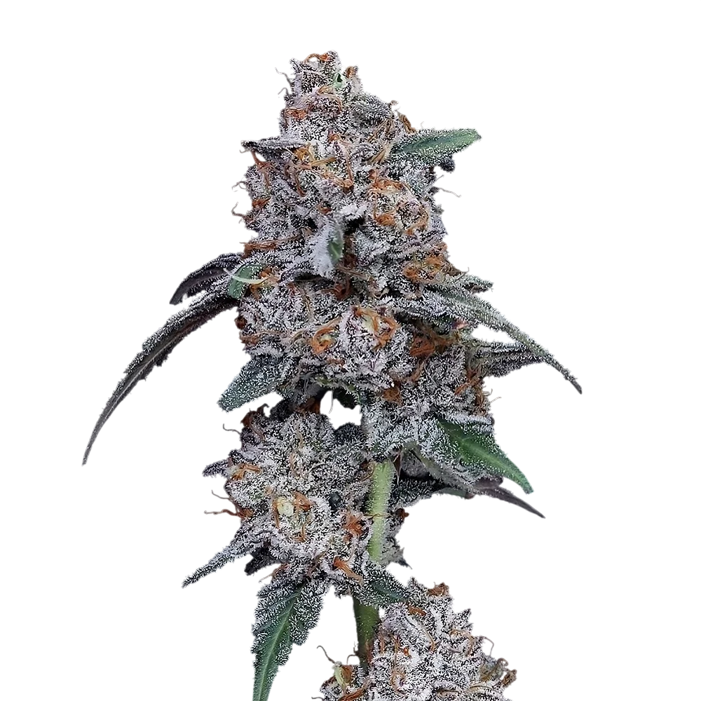 The Big Mac Auto | AUTOFEM | DNA Genetics