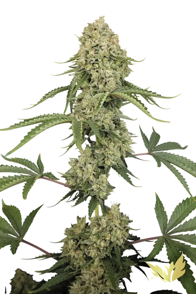 Tropical Fruit Cake | PHOTOFEM | Paradise Seeds