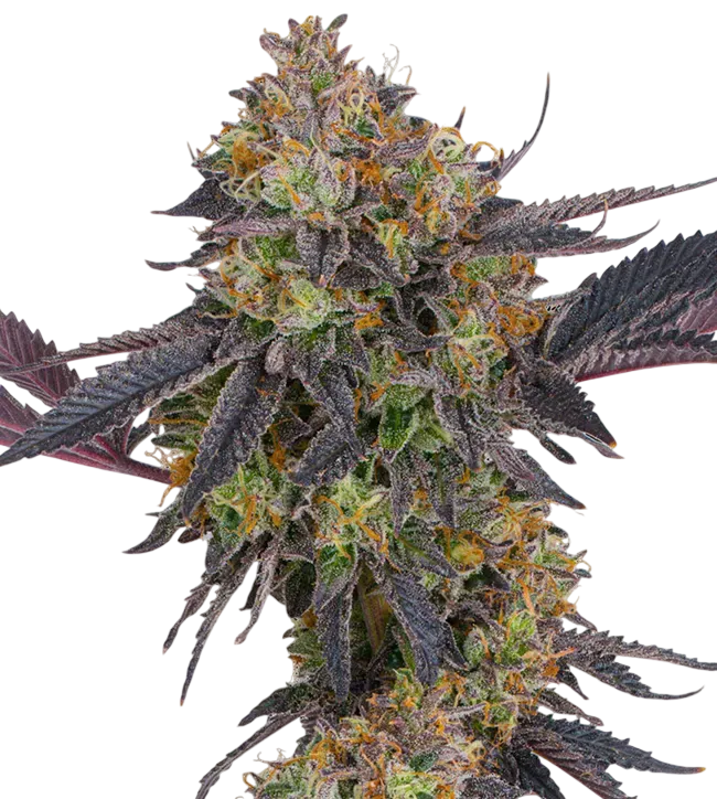 Tropicana Cherry | PHOTOFEM | Barneys Farm