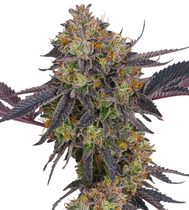 Tropicana Cherry | PHOTOFEM | Barneys Farm