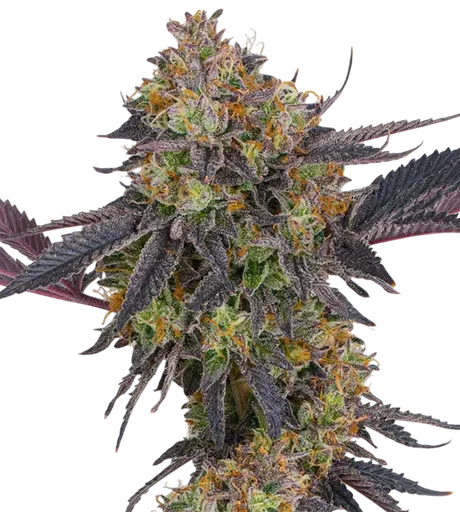 Tropicana Cherry