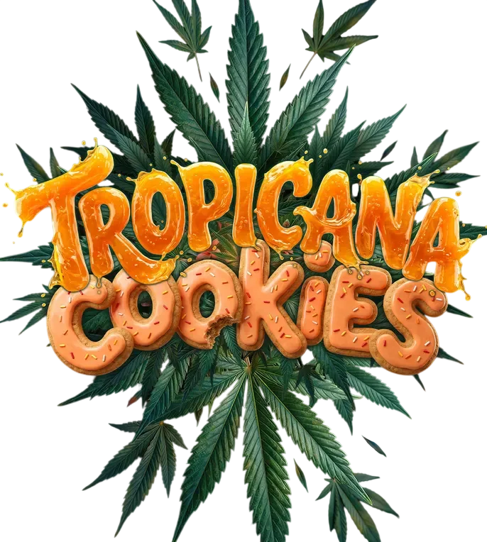 Tropicana Cookies Auto | AUTOFEM | Barneys Farm