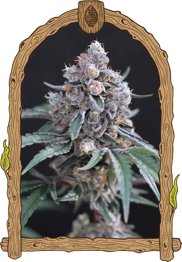 Turbo Junky | PHOTOFEM | Exotic Seed