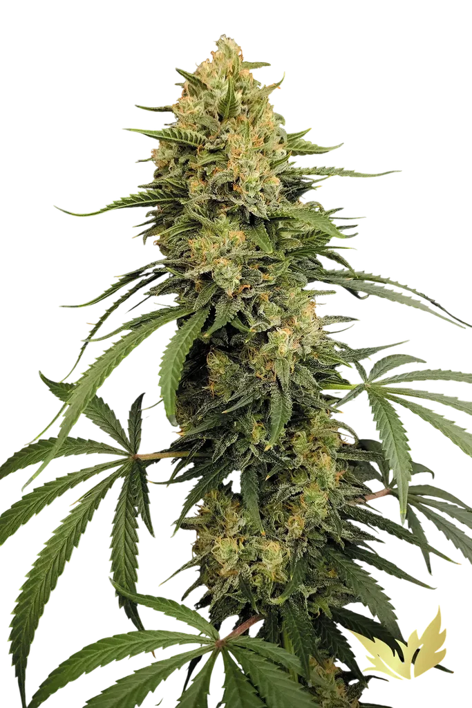 Zesty Bliss | PHOTOFEM | Paradise Seeds