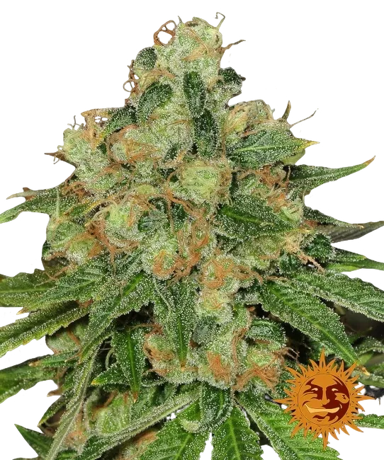 Caramel CBD | PHOTOREG | Barneys Farm