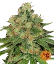 Caramel CBD | PHOTOREG | Barneys Farm