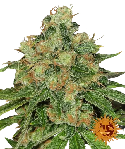 Caramel CBD