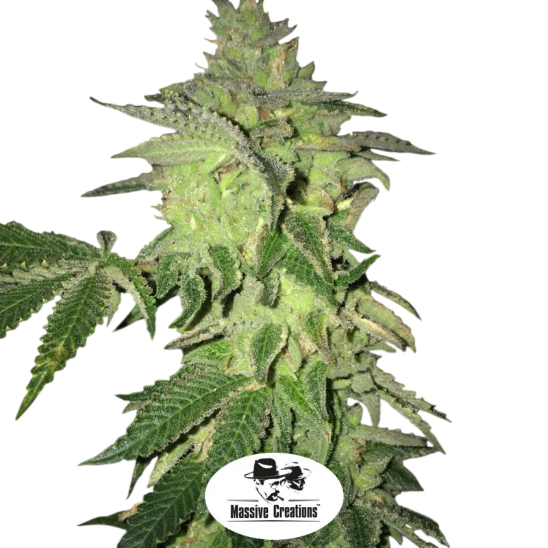 Shiloh Z | PHOTOFEM | T.H. Seeds