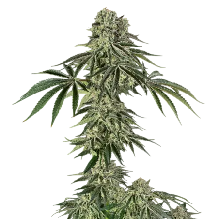 Jamaican Mountain | PHOTOFEM | Silent Seeds