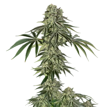 Jamaican Mountain