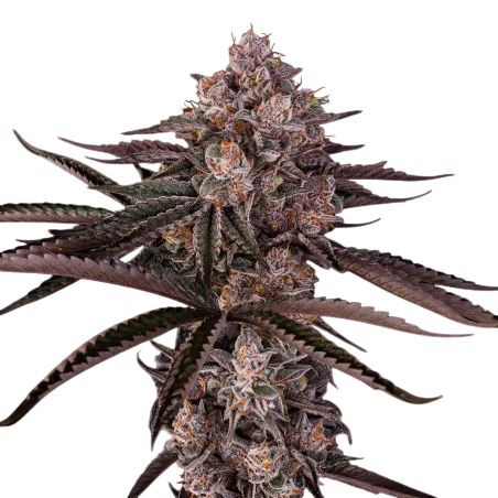Jamaican Sunset – Produktansicht