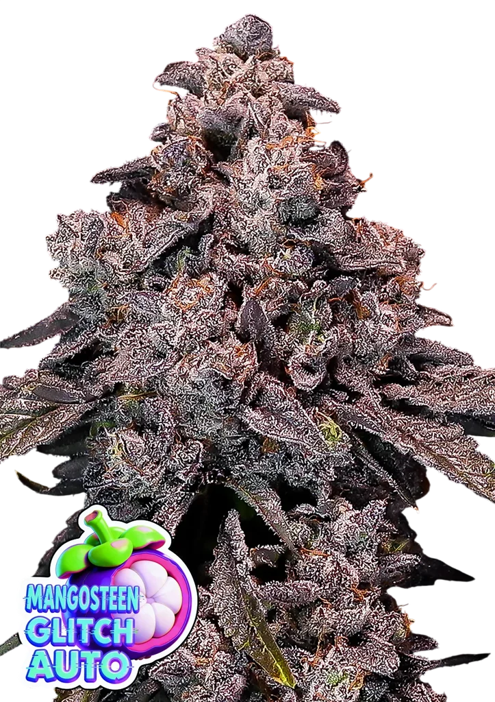 Mangosteen Glitch Auto – Produktansicht