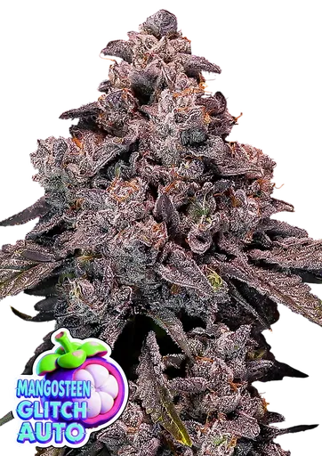 Mangosteen Glitch Auto | AUTOFEM | Anesia Seeds