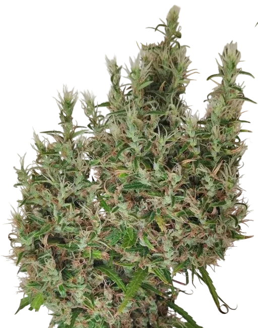 Papua New Guinea | PHOTOREG | Ace Seeds