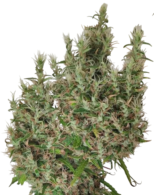 Papua New Guinea | PHOTOREG | Ace Seeds