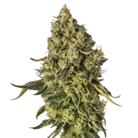 Peach Cake | PHOTOFEM | Silent Seeds