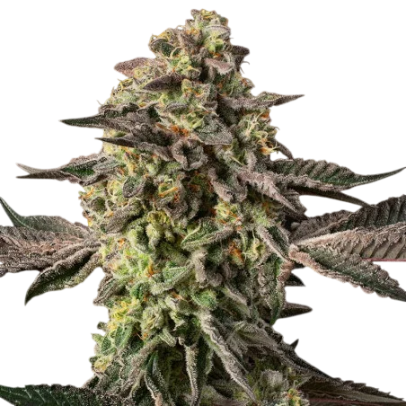 Sugar Rock