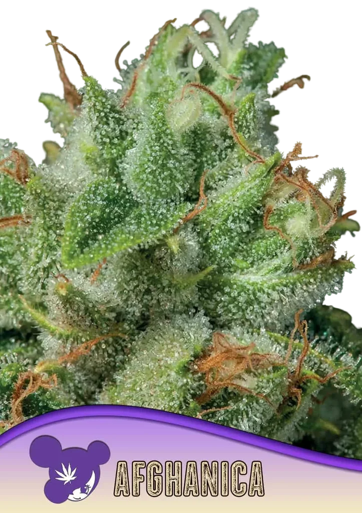 Afghanica | PHOTOFEM | Anesia Seeds
