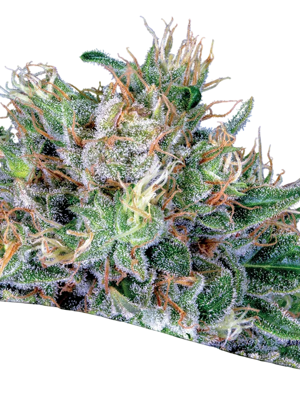 Amnesia Flash | PHOTOFEM | Anesia Seeds