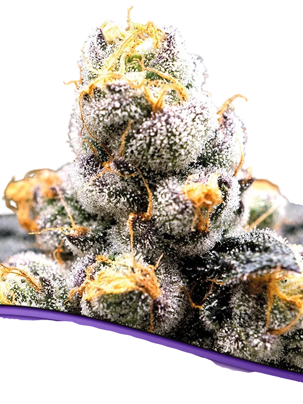 Anesia Scout Cookies | PHOTOFEM | Anesia Seeds