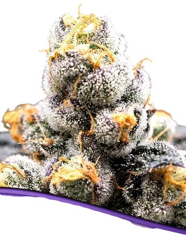 Anesia Scout Cookies