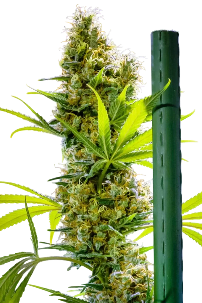Apollo Haze | PHOTOREG | Brothers Grimm Seeds