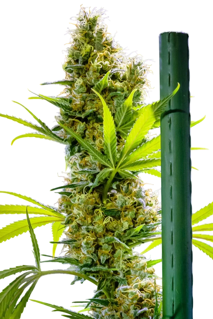 Apollo Haze – Produktansicht