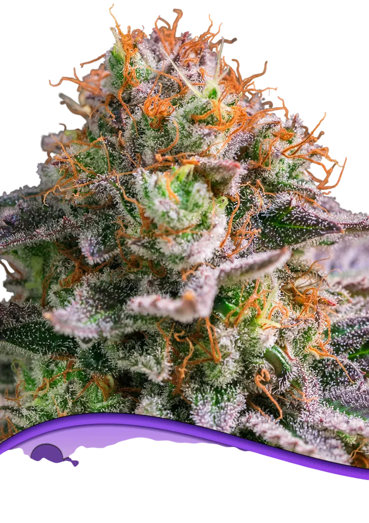 Apricot Oz | PHOTOFEM | Anesia Seeds