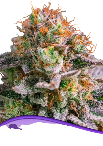 Apricot Oz
